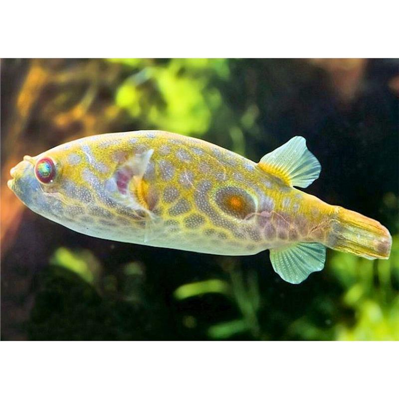Tetraodon leiurus (Twin-Spot Puffer) - imagine 3